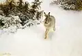 Schneehase (1908)