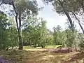Heide im September