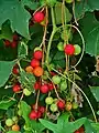 Reife Beeren