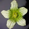 Männliche Blüte