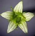 Weibliche Blüte (ungefähr doppelt so stark vergrößert wie männliche Blüte)