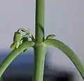 Ausbildung einer Blüte