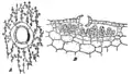 Thallus in Aufsicht und Querschnitt