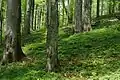 Buchenurwald Schyrokyj Luh
