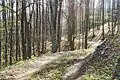 Waldbahntrasse am Vörös-kő-bérc