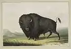 Grasender Bisonbulle, 1845
