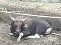 Bantengbulle