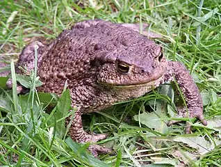 Erdkröte (Bufo bufo)