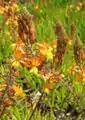 Bulbine frutescens