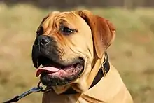 Bullmastiff