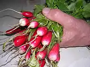 Radieschen