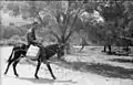 Italien 1944, Wehrmachtsoldat auf einem Esel mit Einheitskanister