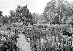 Staudenpflanzung