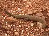Stachelschwanzwaran (Varanus acanthurus)