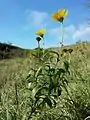 Das Rindsauge (Buphthalmum salicifolium) ist ein kalksteter Bewohner von Magerrasen.