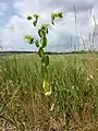 Das kalkliebende Durchwachs-Hasenohr (Bupleurum rotundifolium) ist in Österreich stark gefährdet.