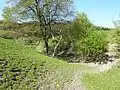 Burggraben und Spuren der Rinder, die um und auf dem Burgberg weiden.