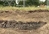 Torfschicht an der Grabungsstelle, die auf einst moorigen Untergrund hinweist, 2019