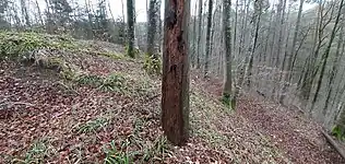 Blick von der Burgstelle über den Ringgraben ins Tal des Bankholzer Dorfbaches