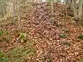Burgruine Wildeneck: überwucherter Mauerzug