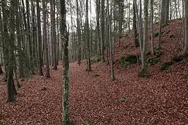 Bild 5: Gegenblick nach Süden, rechts der Anstieg zur Burgstelle (November 2013)