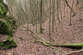 Bild 5: Südöstliches Grabenende (Dezember 2014)