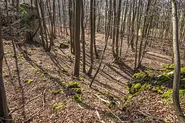 Bild 9: Blick von Nordteil des Burgfelsens auf die Einmuldung sowie den Ringgraben und Ringwall  (März 2015)