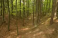 Bild 4: Blick in den Halsgraben, links der Wall, möglicherweise eine frühere Schildmauer, der Vorburg