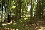 Bild 6: Früherer Zugang zur Burg, rechts der vorspringende Teil des Ringwalles