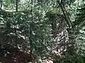 Burgplateau, davor auslaufender Halsgraben