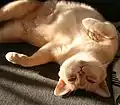 Burmakatze (Rot durch Verdünnung zu Creme aufgehellt)