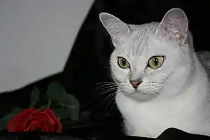 Burmilla