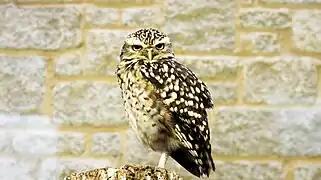 Kaninchenkauz (Athene cunicularia)