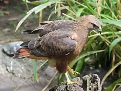 Falkenbussard (Buteo buteo vulpinus)