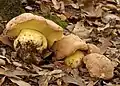 Butyriboletus persolidus