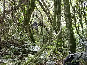 Berggorilla im Bwindi-Nationalpark