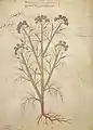 Stratiotes chiliophyllos Wiener Dioskurides  6. Jh.