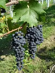 Cabernet Jura