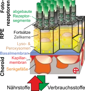 3D-Ansicht des Choriocapillaris-Pigmentepithel Komplexes