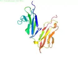 Fcγ-Rezeptor IIc