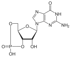 cGMP