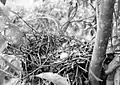 Nest mit Ei in Ost-Java (1934)