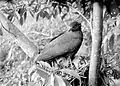 Hudernder Altvogel