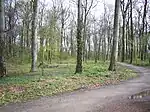 Quantelholz