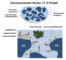 CT-IC Modell eines Chromosomenterritoriums
