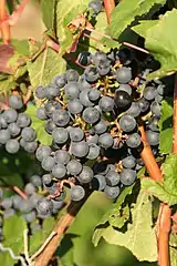 Cabernet Dorsa