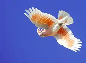 Inkakakadu (Lophochroa leadbeateri)