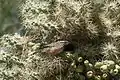 Nest in Cylindropuntia