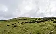 Wall