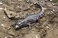 Brillenkaiman (Caiman yacare)